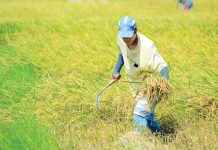 This farmer harvests rice crops under the blazing heat of the sun in Barangay Bita Sur, Oton, Iloilo. DA secretary William Dar says next year’s cash aid to rice farmers will depend on the excess tariff collected from the Rice Tarrification Law. PANAY NEWS
