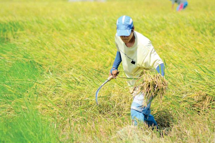 This farmer harvests rice crops under the blazing heat of the sun in Barangay Bita Sur, Oton, Iloilo. DA secretary William Dar says next year’s cash aid to rice farmers will depend on the excess tariff collected from the Rice Tarrification Law. PANAY NEWS