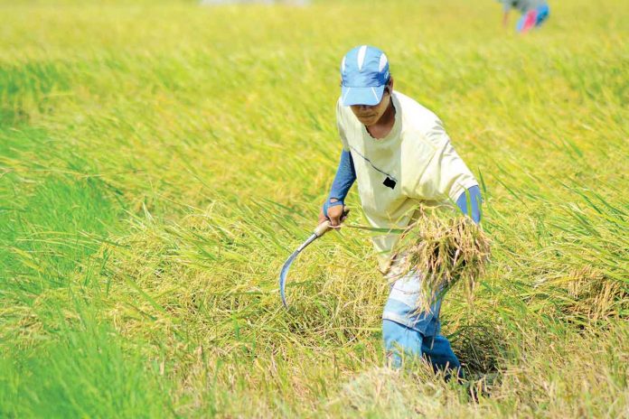 da This farmer harvests rice crops under the blazing heat of the sun in Barangay Bita Sur, Oton, Iloilo. DA secretary William Dar says next year’s cash aid to rice farmers will depend on the excess tariff collected from the Rice Tarrification Law. PANAY NEWS