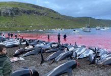 Slaughter of dolphins on Faeroe Island sparks debate Carcasses of dead white-sided dolphins lay on a beach after being pulled from the blood-stained water on Sunday on the island of Eysturoy, which is part of the Faeroe Islands. SEA SHEPHERD