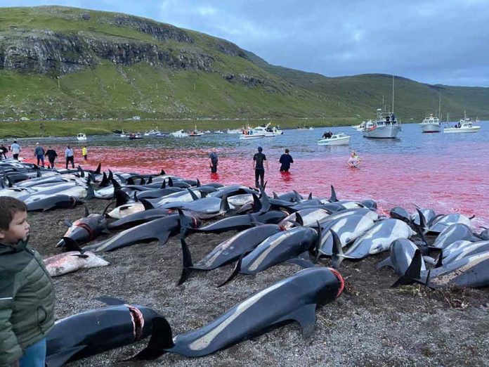 dolphin Carcasses of dead white-sided dolphins lay on a beach after being pulled from the blood-stained water on Sunday on the island of Eysturoy, which is part of the Faeroe Islands. SEA SHEPHERD