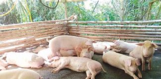 Small backyard hog raisers within the .5-kilometer radius from the African Swine Fever (ASF)-infected farm in Oton, Iloilo are affected, too. Their hog heads would be culled today. PN FILE PHOTO