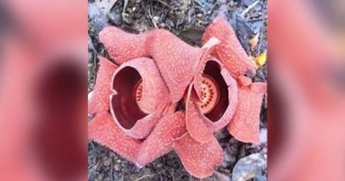 rafflesia BLOOMING. Rafflesia speciosa, the biggest flower in the world, blooms in Barangay Bad-as, Sibalom, Antique. Environmental enthusiast Engineer Jonathan de Gracia says Rafflesia speciosa producing two intertwining flowers is rare. PHOTO COURTESY OF CARMELLA NICAR
