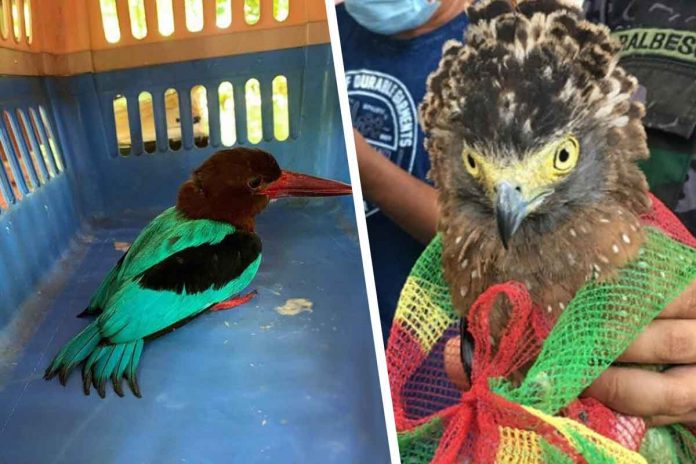 wildlife-consrvation Philippine serpent eagle (right) turned over to PENRO-Iloilo; and White-throated kingfisher rescued in Cadiz City (left).
