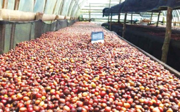 The agriculture department will revisit the Philippine Coffee Industry Roadmap to revitalize the country’s coffee industry which has been “declining for the past four years”, according to undersecretary for high-value crops Evelyn Laviña. Photo shows Robusta coffee beans produced by the Minoyan Murcia Marginal Coffee Growers in Murcia, Negros Occidental. PHOTO COURTESY OF TEDDY CAÑETE/M3CG/PNA