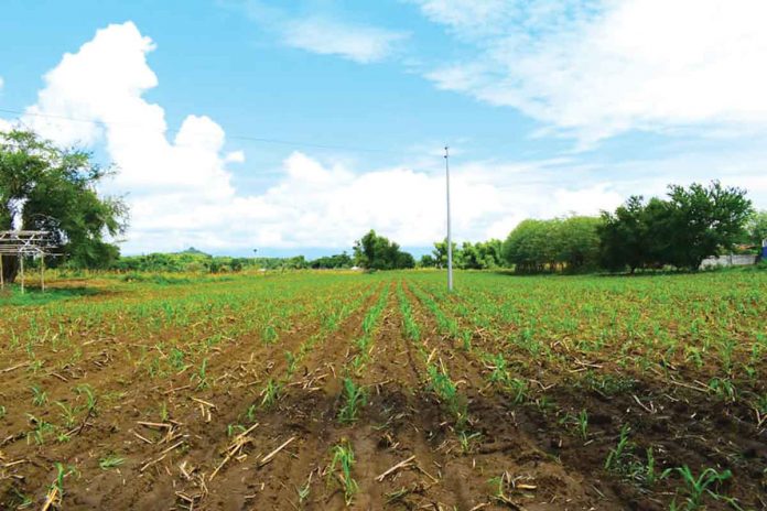 corn Photo shows a corn plantation in Cabatuan, Iloilo. DA-RAFID RFO 6