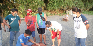 Turtle hatchlings are being released to the sea in Barangay Dalipe, San Jose, Antique. As a result of the coronavirus pandemic, human activity on all beaches has virtually ceased, resulting in an increase in sea turtle nesting. Photos from Facebook page of Mayor Elmer Untaran