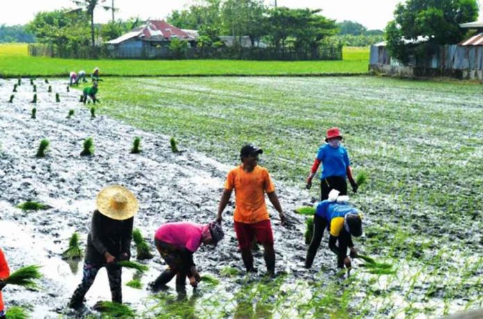 front-pic Unmindful of the scorching heat, these farmers in Leganes, Iloilo are up on their hustle to put food to every Western Visayan table. This should be a reminder that rice must not be put to waste, according to the Department of Agriculture. PANAY NEWS PHOTO