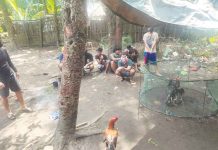 ‘Pauwak’ sends 7 men to jail Three roosters and P1,200 bet money were recovered from seven suspects in Barangay Punta Taytay, Bacolod City on Sunday. POLICE STATION 9
