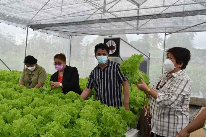 region-hydro Fresh lettuce grows in Aklan State University’s greenhouse facility with hydroponics. PHOTO BY JVDEGUZMAN, DA-6