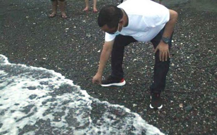 region-turtle San Jose, Antique’s Mayor Elmer Untaran releases green sea turtle hatchlings back to the sea in Barangay Funda-Dalipe. PHOTO COURTESY OF SAN JOSE LGU