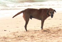 Dogs left unattended and roaming freely in Boracay Island are considered stray. Under Municipal Ordinance No. 432, series of 2020, they must be impounded or disposed of by authorized agents or the barangay.