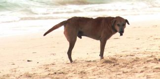 Dogs left unattended and roaming freely in Boracay Island are considered stray. Under Municipal Ordinance No. 432, series of 2020, they must be impounded or disposed of by authorized agents or the barangay.