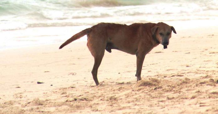 stray-dogs-boracay Dogs left unattended and roaming freely in Boracay Island are considered stray. Under Municipal Ordinance No. 432, series of 2020, they must be impounded or disposed of by authorized agents or the barangay.