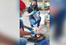 Don’t bring home pork from ASF-hit areas, Ilonggos warned These were the pork and pork products from African swine fever (ASF)-affected areas, particularly in the National Capitol Region, confiscated by the Provincial Veterinary Office inspection team between November and December this year. Western Visayas remains ASF-free. PVO PHOTOS