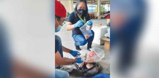 These were the pork and pork products from African swine fever (ASF)-affected areas, particularly in the National Capitol Region, confiscated by the Provincial Veterinary Office inspection team between November and December this year. Western Visayas remains ASF-free. PVO PHOTOS