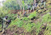 Authorities survey the plantation of alleged marijuana in Barangay Codcod, San Carlos City, Negros Occidental. SAN CARLOS CPS/NOCPPO