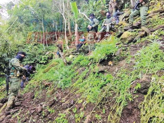 Authorities survey the plantation of alleged marijuana in Barangay Codcod, San Carlos City, Negros Occidental. SAN CARLOS CPS/NOCPPO