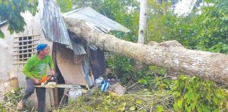 A fallen tree crushes this house in Buenavista, Guimaras. Strong winds from super typhoon “Odette” started whipping Guimaras around 10 p.m. on Dec. 16 and further escalated by 2 a.m. of Dec. 17. This went on for some six hours, the reason why many trees fell. PHOTO BY BUENAVISTA LGU