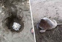 This is the nesting burrow (top photo) of an olive ridley sea turtle (lower photo) that returned to the sea after laying her eggs in Barangay Navitas, Panay, Capiz. Villagers counted 127 eggs in total. PHOTO BY ELSA CORDOVA ABASIAR