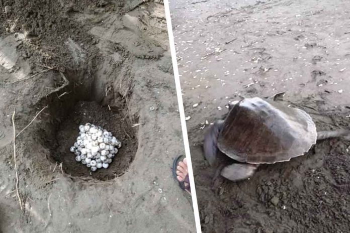 olive-ridley-turtle This is the nesting burrow (top photo) of an olive ridley sea turtle (lower photo) that returned to the sea after laying her eggs in Barangay Navitas, Panay, Capiz. Villagers counted 127 eggs in total. PHOTO BY ELSA CORDOVA ABASIAR