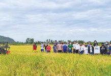 Antique farmers save on seeds, increase yield thru Palay Sikatan techno demo Photos by Jerem V. De Guzman