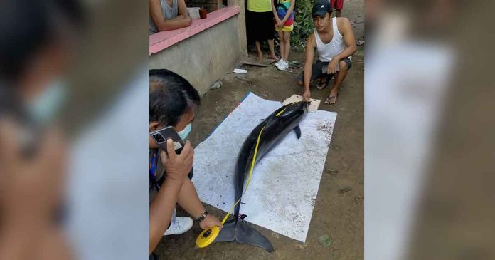 dolphin Photos by Edmund Villaoscarez/CaPENRO FB