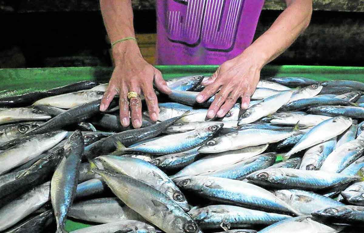 Bacolodnons encouraged to eat fish following ASF cases in Iloilo