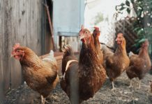 S. Korea culls chickens over outbreaks of H5N1 bird flu Photo by William Moreland on Unsplash
