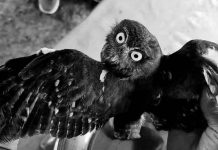 Injured hawk-owl rescued in Capiz Photo: CaPENRO FB page
