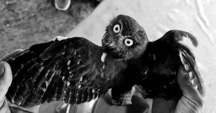 hawk Photo: CaPENRO FB page