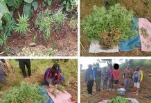 Marijuana plants uprooted in San Carlos City These marijuana plants were uprooted by the police in San Carlos City, Negros Occidental. They valued at almost P20,000. A suspected cultivator was also arrested. Marijuana has been illegal in the Philippines since 1972 by virtue of Republic Act 6425, later amended by the Comprehensive Dangerous Drugs Act of 2002. PRO-6 PHOTO