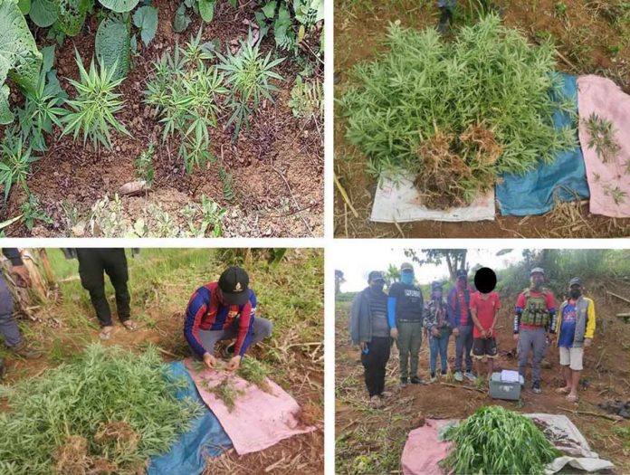 news-marijuana-plants-pic These marijuana plants were uprooted by the police in San Carlos City, Negros Occidental. They valued at almost P20,000. A suspected cultivator was also arrested. Marijuana has been illegal in the Philippines since 1972 by virtue of Republic Act 6425, later amended by the Comprehensive Dangerous Drugs Act of 2002. PRO-6 PHOTO