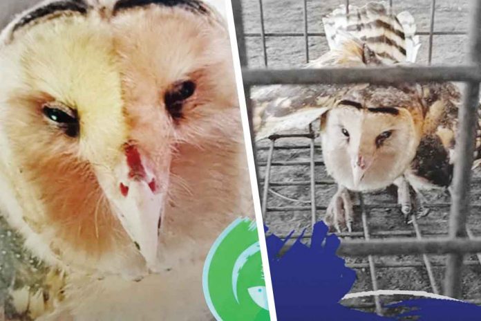 barn-owl CAPENRO FB PAGE