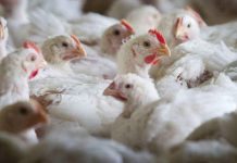 Bird flu emergency in Brazil