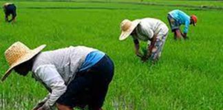 Each farmer will receive P5,000 assistance under the Rice Farmers Financial Assistance (RFFA).