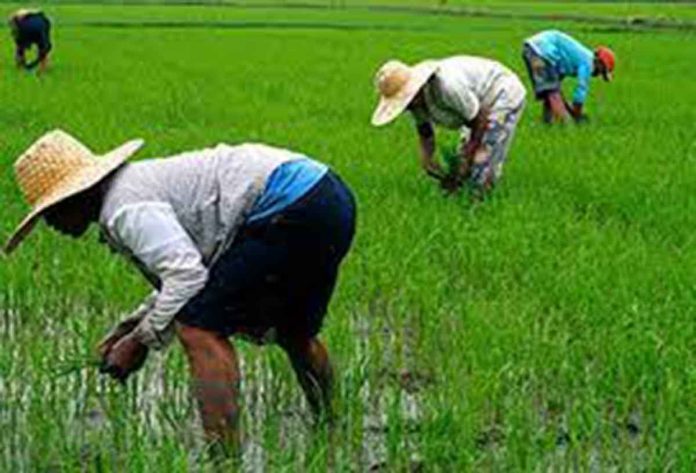 Each farmer will receive P5,000 assistance under the Rice Farmers Financial Assistance (RFFA).