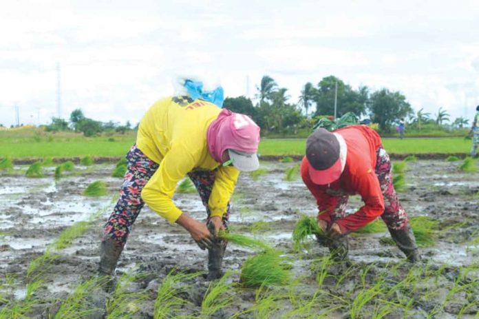 farmers Photo for representation only. WESTERN VISAYAS FARMERS. JAPHET FAJARDO