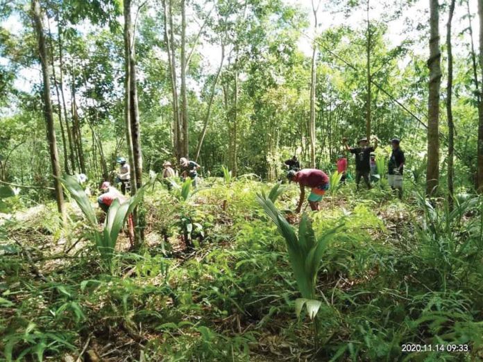 capenro The massive and collective tree planting is spearheaded by CaPENRO as part of its Go Green Capiz campaign toward an ecologically sustainable and resilient province. CaPENRO FB Page
