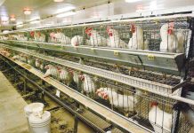 Roxas City tightens watch on bird flu The Department of Agriculture has temporarily barred the entry of poultry products from five states in the United States such as Missouri, South Dakota, North Dakota, Minnesota, and Iowa after recording numerous bird flu outbreaks there.