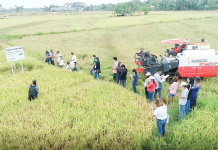 This techno demo farm in Tobias Fornier, Antique aims to demonstrate the advantages of planting high-quality inbred seeds composed of national, regional, and newly released varieties using modern farm machinery to lower the cost of producing rice. DA-6 PHOTO