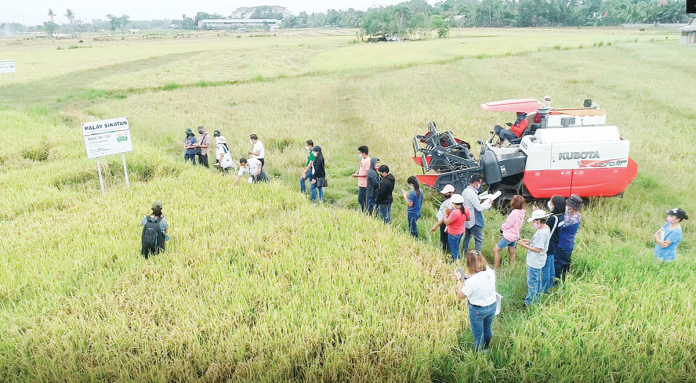 This techno demo farm in Tobias Fornier, Antique aims to demonstrate the advantages of planting high-quality inbred seeds composed of national, regional, and newly released varieties using modern farm machinery to lower the cost of producing rice. DA-6 PHOTO