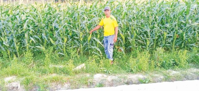 biz-farmer Johann Roquero of Valderrama, Antique says training provided by the Department of Agriculture make him better understand proper corn cultivation, food processing and food handling. DA-6 PHOTO