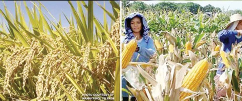 PH rice and corn stocks grew – PSA