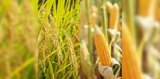 The country’s palay and corn harvests, including the production of vegetables, high value crops, fisheries, poultry, and livestock could have been more, as projected gains were reduced by Typhoon “Odette” which hit the country in December 2021.