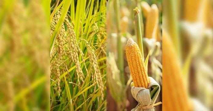corn