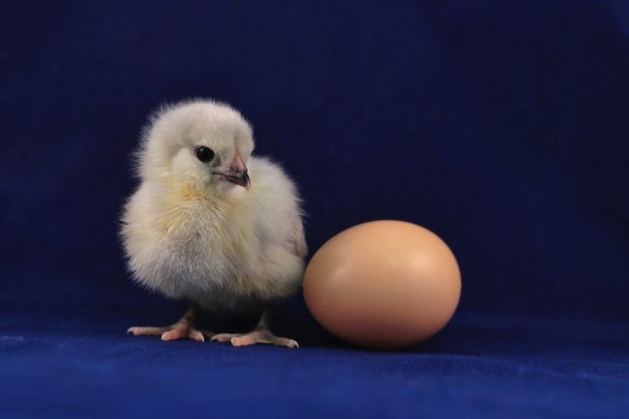 chick and egg by Daniel Tuttle Photo by Daniel Tuttle on Unsplash