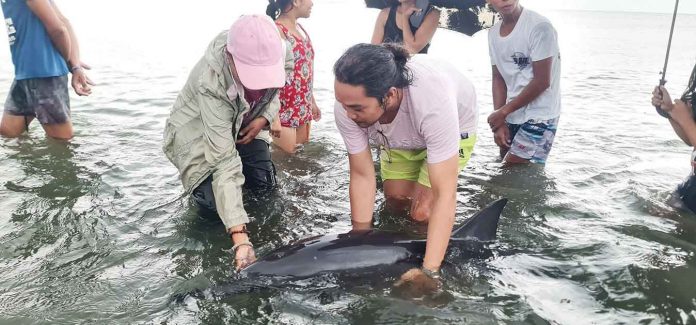 Concerned citizens of Barangay Punta Cogon, Roxas City help a stranded spinner dolphin. PHOTO FROM CAPENRO FB PAGE