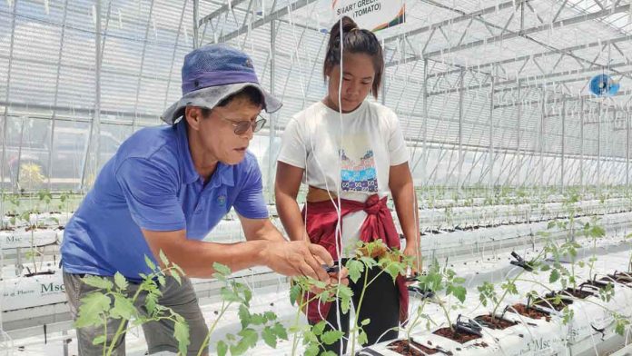 green-house Western Visayas Integrated Agricultural Research Center researchers transplant 1,445 tomato and 775 paprika seedlings by following the prescribed technologies and good agricultural practices.