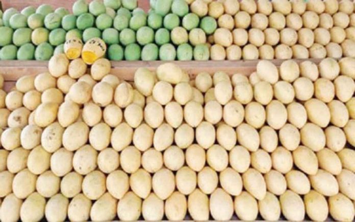 guimaras-mangoes Sweet mangoes from Guimaras are on display in the ongoing agri-trade fair of the Manggahan Festival at the provincial capitol grounds in the municipality of Jordan. Apart from sweet mangoes, the province also produces skilled laborers in mango wrapping, trainers and experts that are in demand in other mango-producing provinces. PNA PHOTO BY PERLA G. LENA